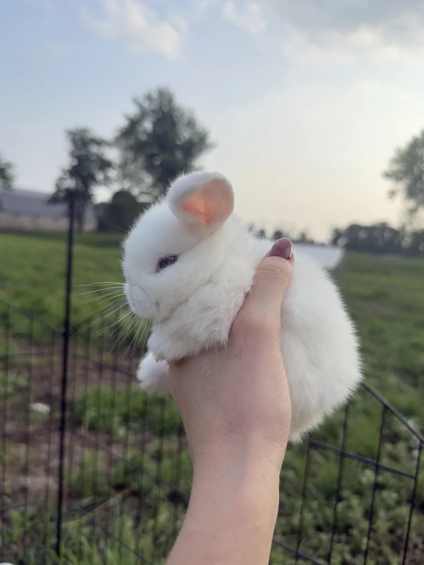 Baby — White, Blue-Eyed — Sold