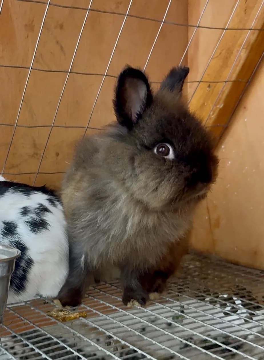 Dad — Dark Brown Lionhead Buck