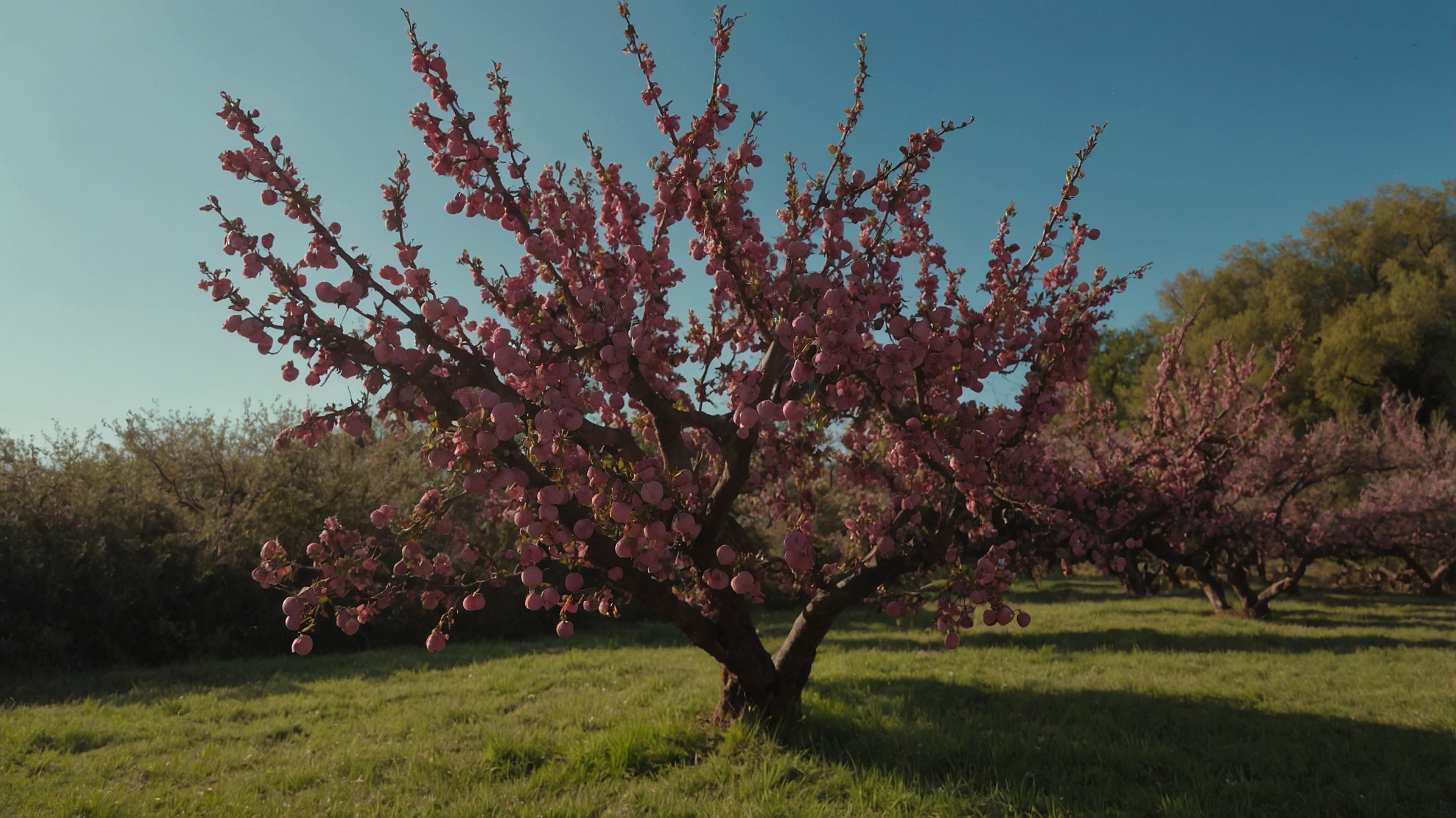 Bubblegum ‘Toka’ Plum Tree