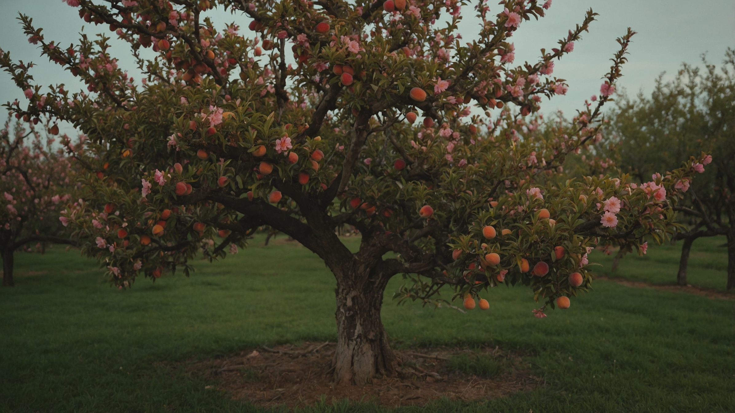 Elberta Peach Tree