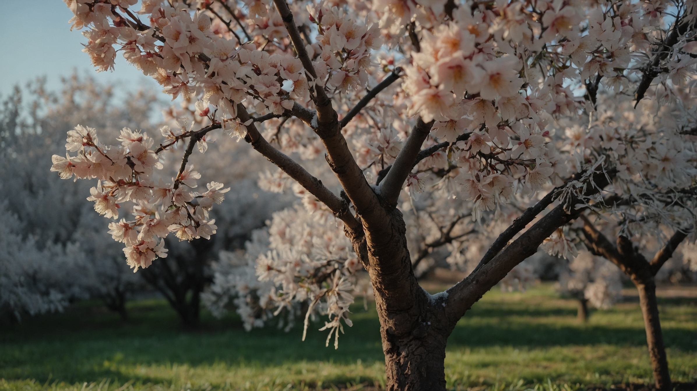 Frost Proof Peach Tree