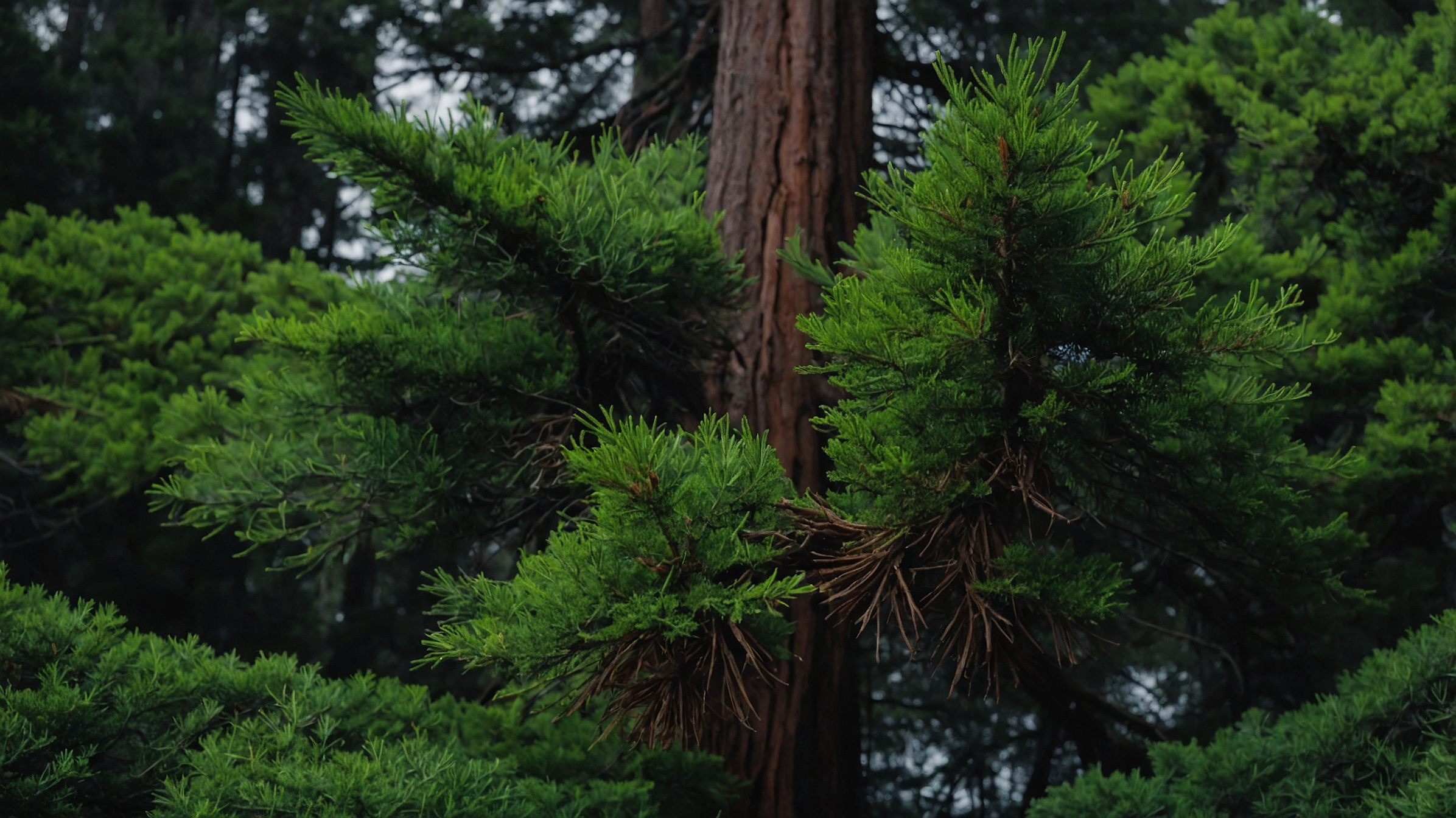 Leyland Cypress Tree
