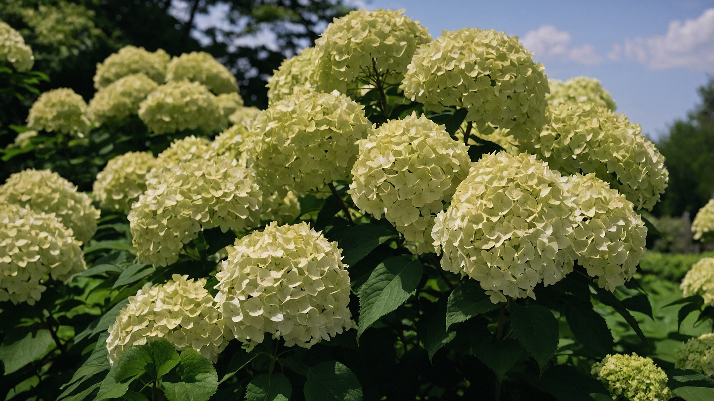 Limelight Hydrangea Tree