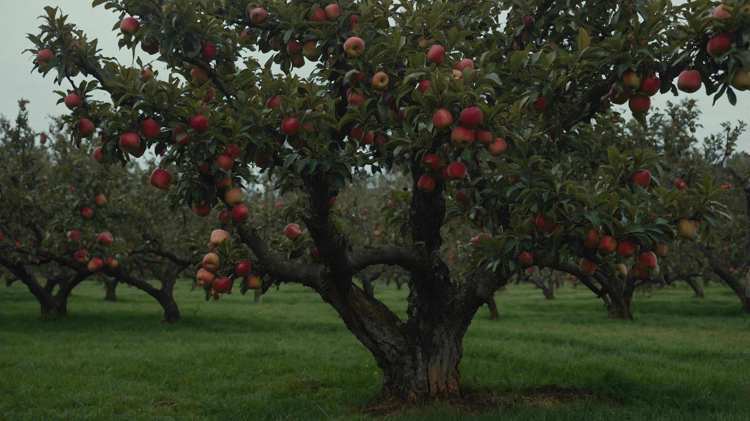 McIntosh Apple Tree