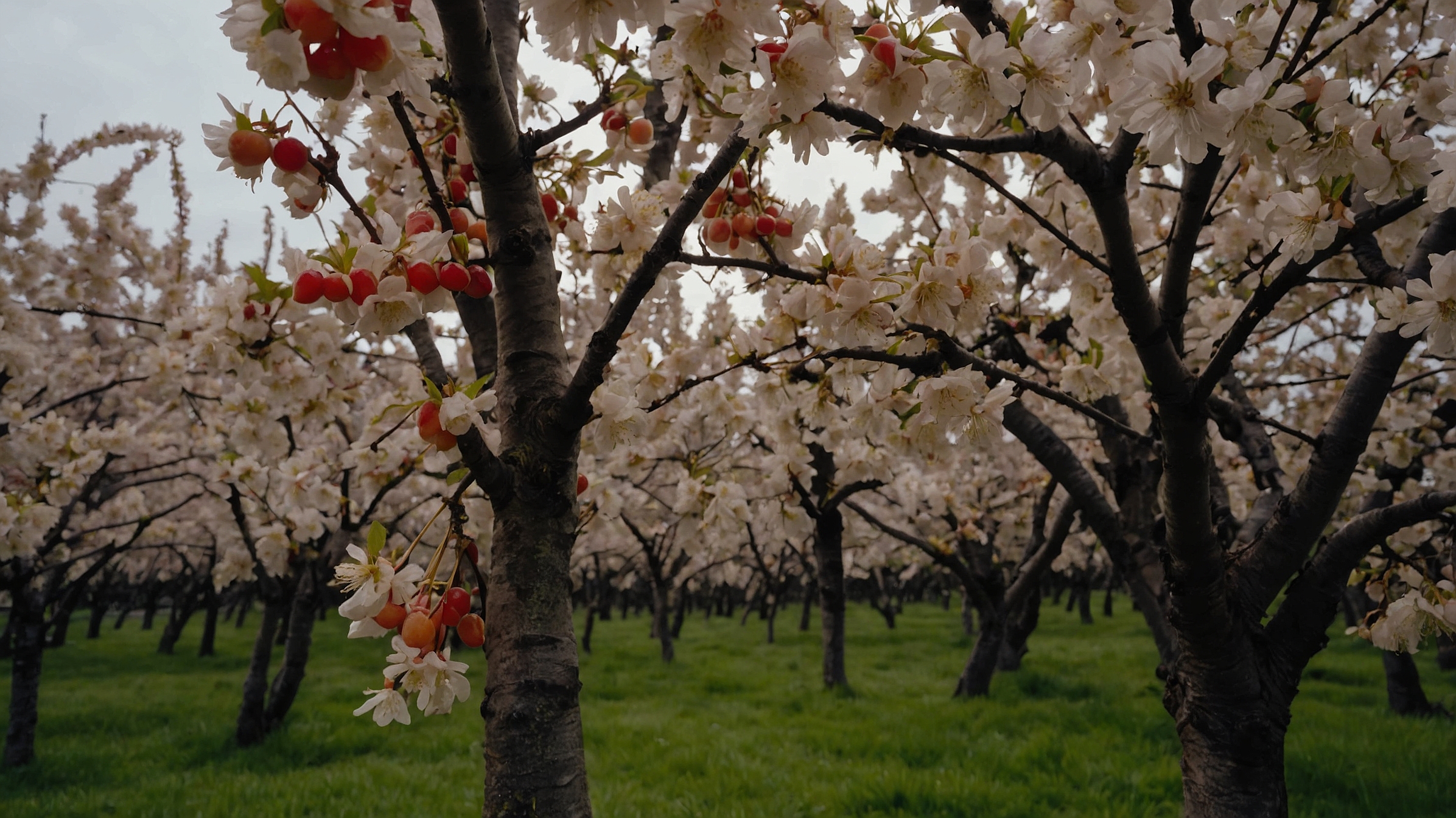 Rainier Cherry Tree