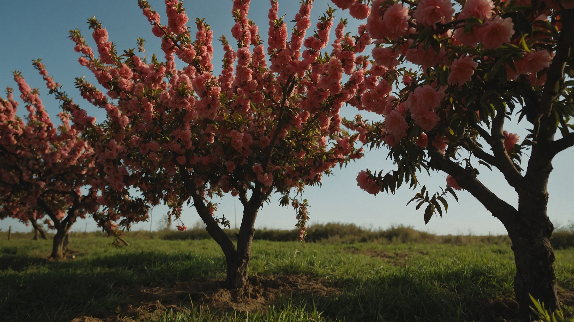 Red Haven Peach Tree