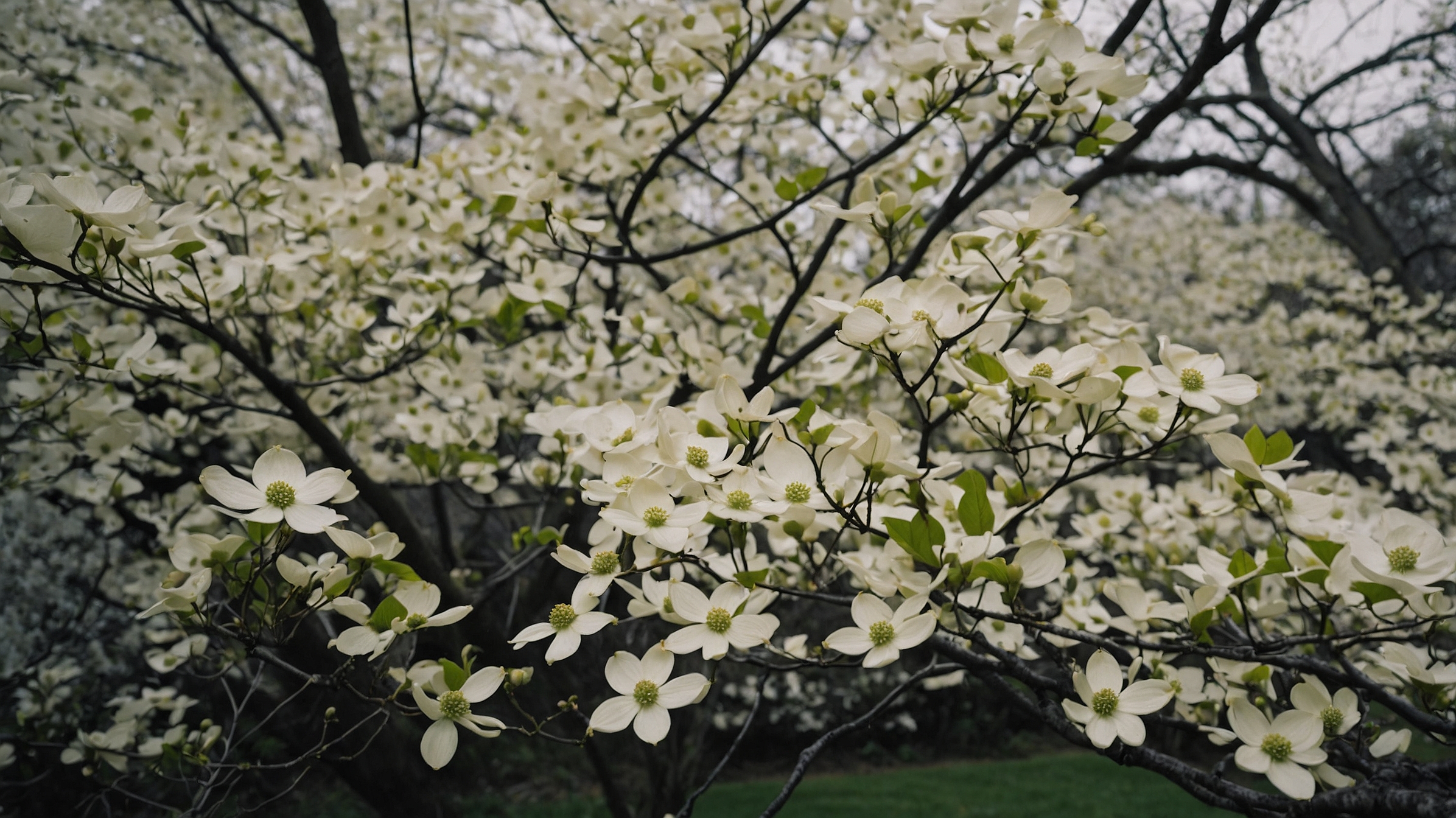 White Dogwood Tree