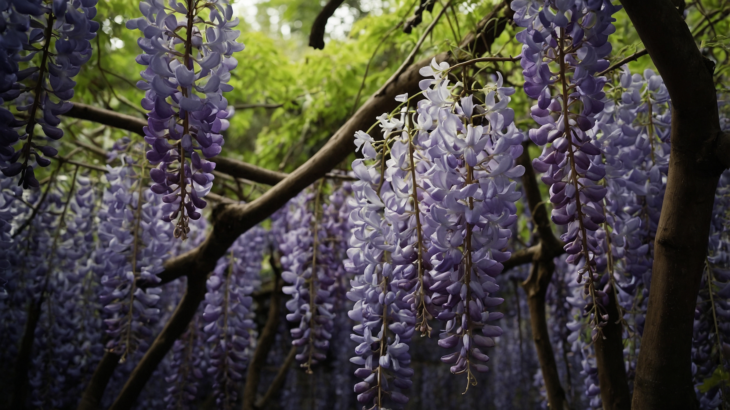 Wisteria Tree