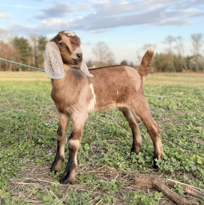 Brown female Nubian goat kid standing in pasture at Marlboro Meadows Farm in Marlboro NJ, 2 week old baby goat for sale.