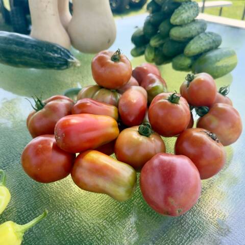 Ripe organic tomatoes grown at Marlboro Meadows Farm in Marlboro, NJ