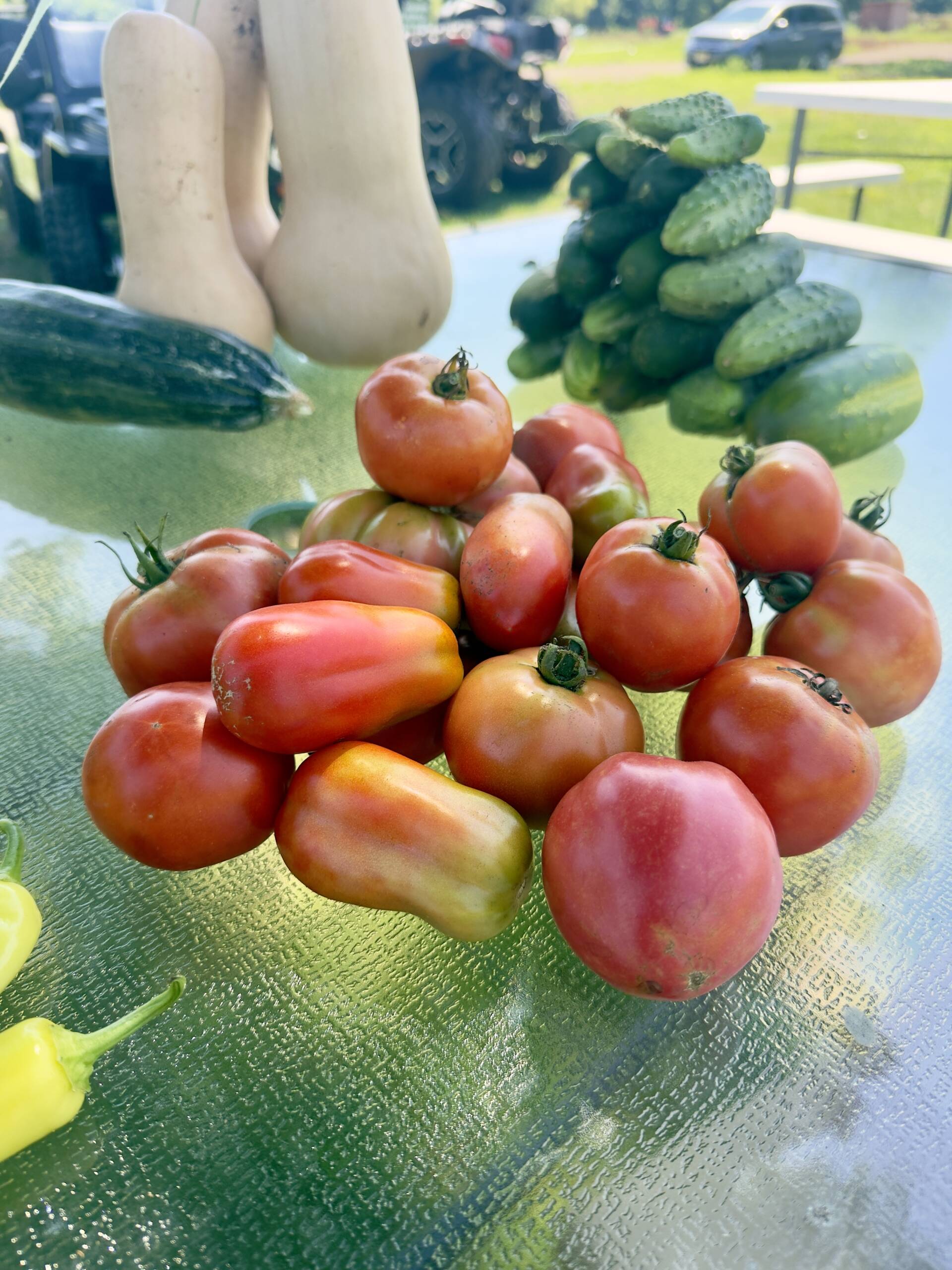 Ripe organic tomatoes grown at Marlboro Meadows Farm in Marlboro, NJ